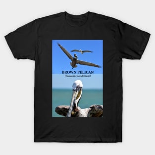 Brown Pelican educational T-Shirt